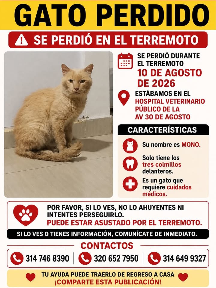 Gato perdido en el terremoto en Pereira 
