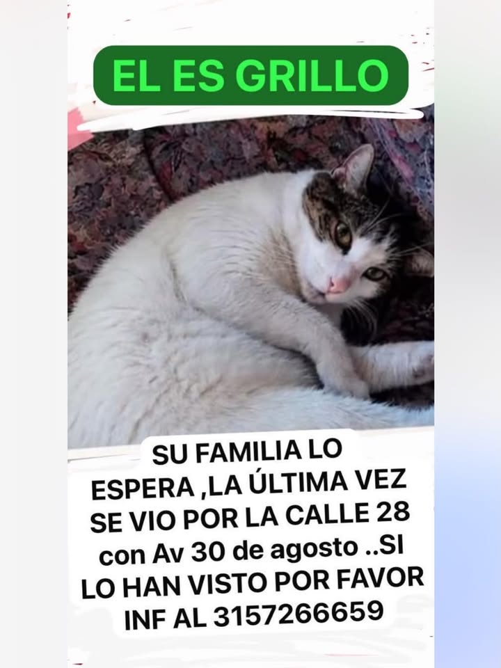 Gato perdido en Pereira 