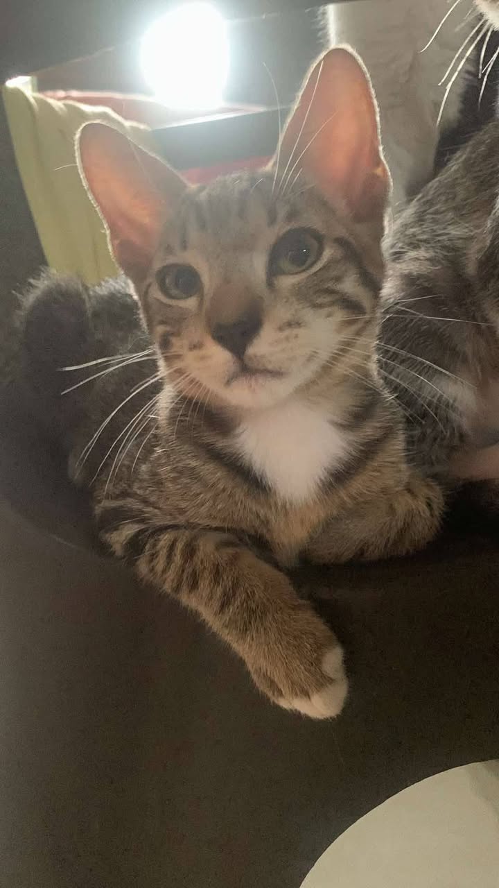 Adopta 5 gatitos en Tuluá, Valle del Cauca 