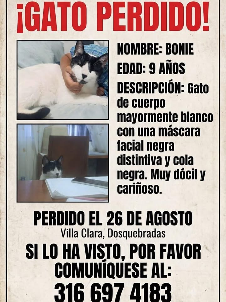 Gato perdido en Pereira, Risaralda 