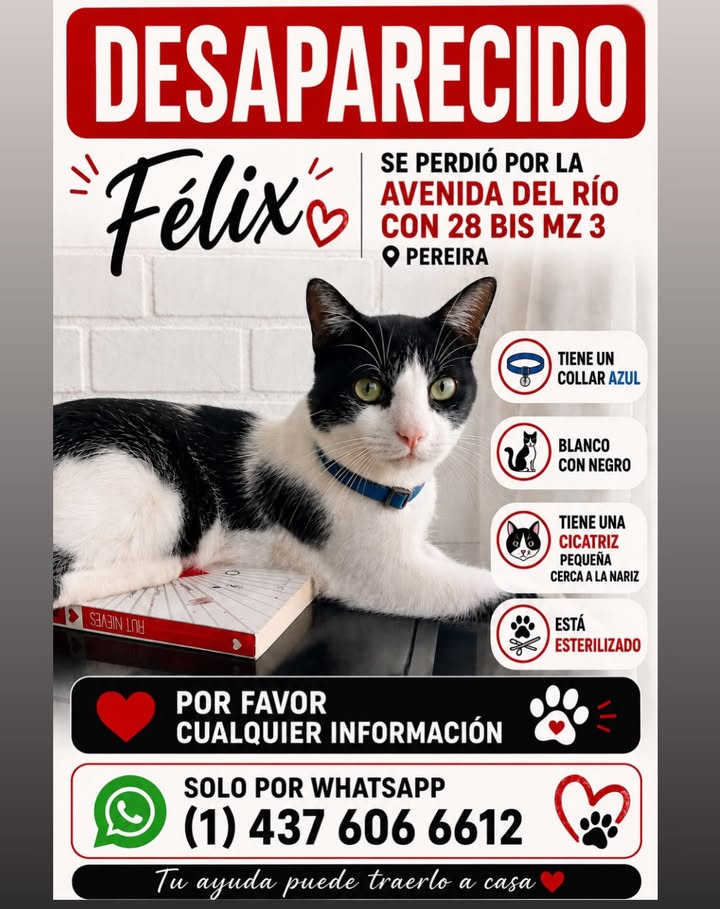 Gato Félix Desaparecido en Pereira 
