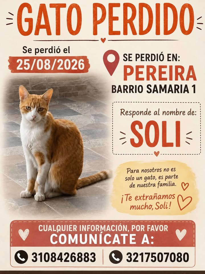 Gato perdido en Pereira, Risaralda 