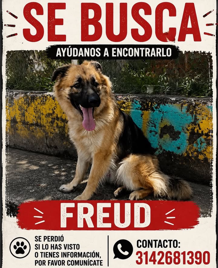 Perro perdido en Pereira 