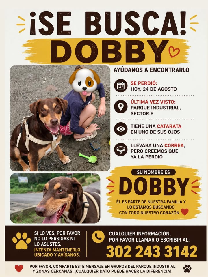 ¡Se Busca Dobby en Pereira! 