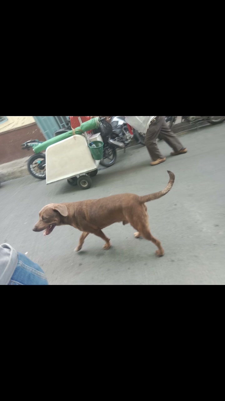 Perro perdido en Amagá, Antioquia 