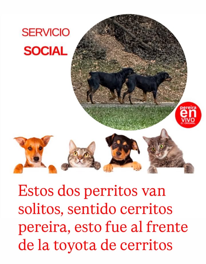 Dos perritos perdidos en Cerritos, Pereira 