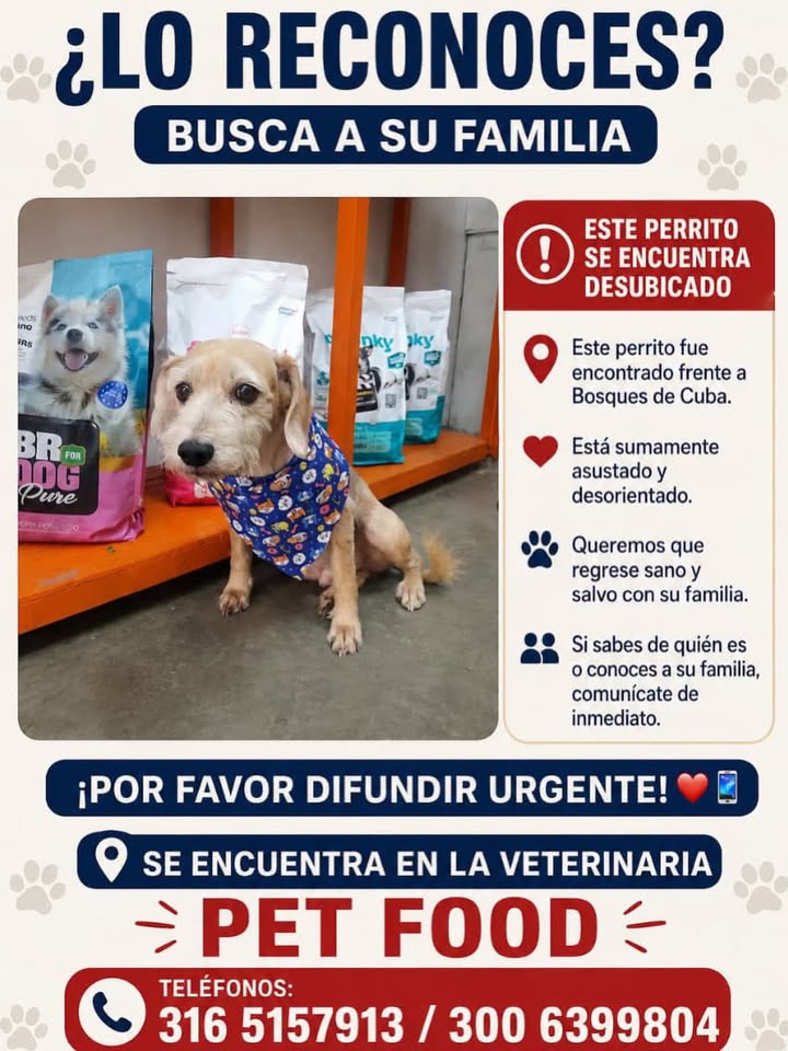 Perro desubicado en Pereira 