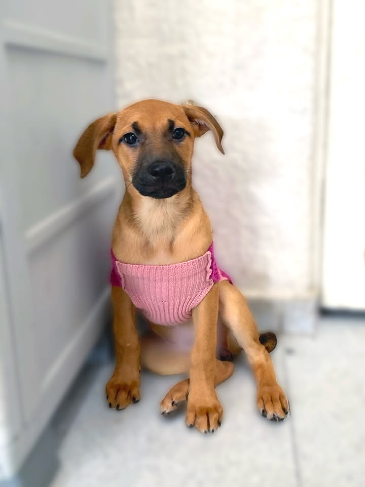 Adorable cachorra caramelo busca hogar definitivo en Bogotá 