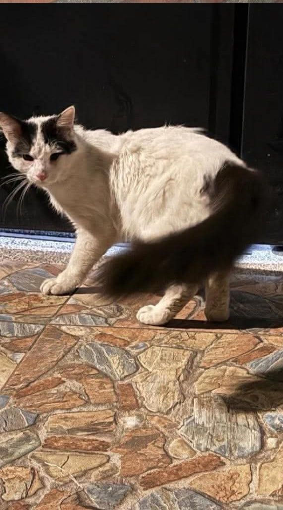 Gato blanco y negro encontrado en Dosquebradas, Risaralda 