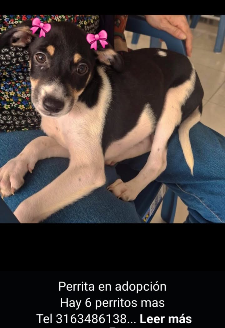 Perrita en adopción en Tuluá 