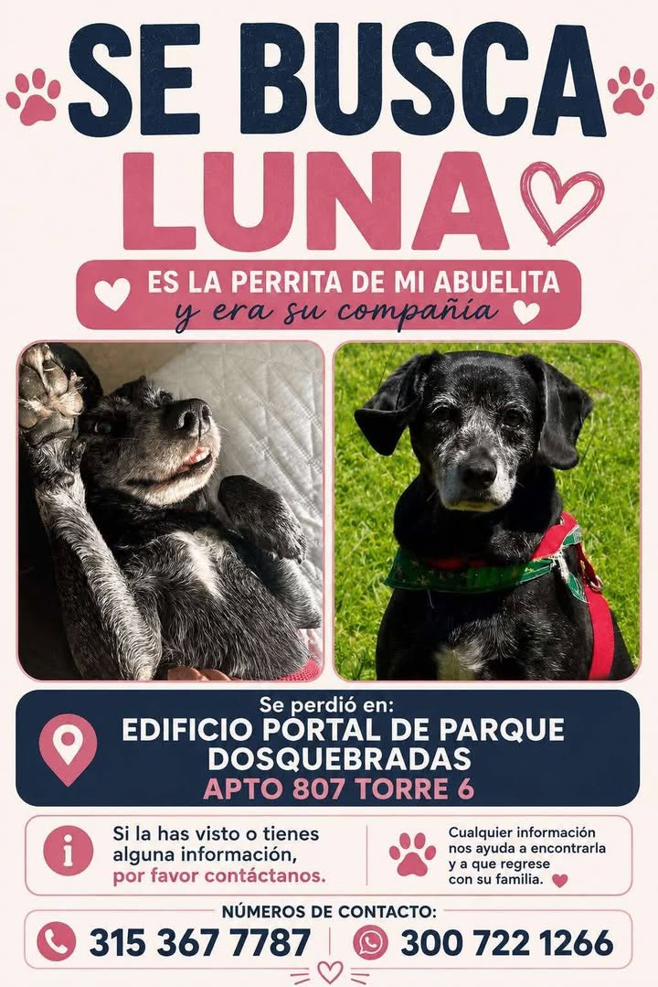 Se busca perrita Luna en Pereira, Risaralda 