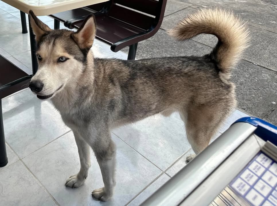 Lindo perrito busca hogar responsable en Pereira, Risaralda 