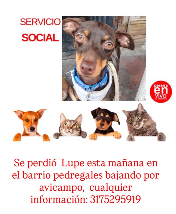 Perro perdido en Pereira 