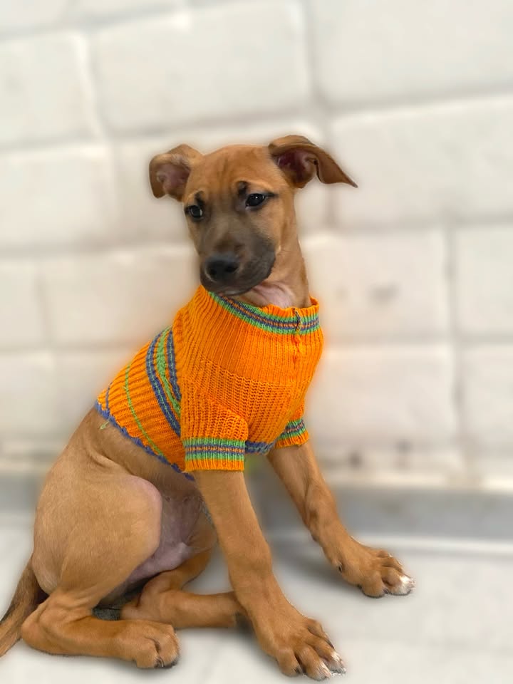 Adorable cachorrito Botoncito de la Montaña busca hogar 