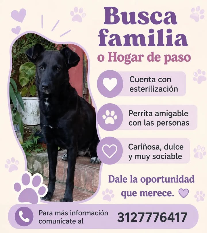 Perra para adopción en Pereira 