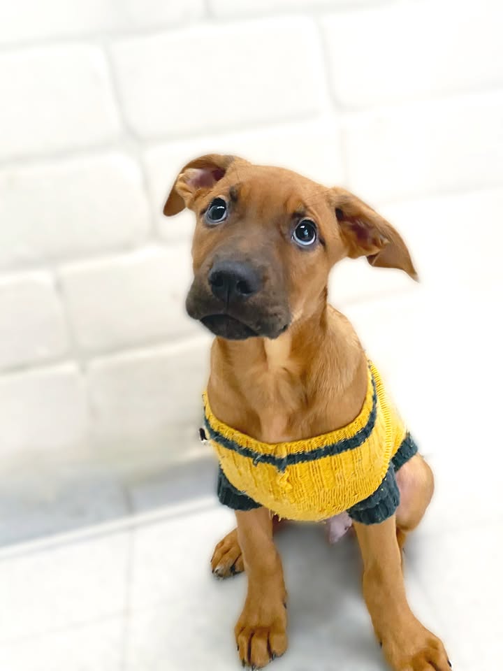 Adopta a Arbolito Dormilón, cachorro juguetón y tierno en Bogotá 