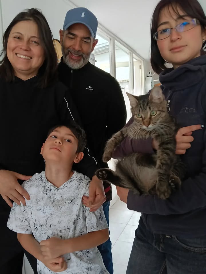 Gatos en Adopción en Bogotá 