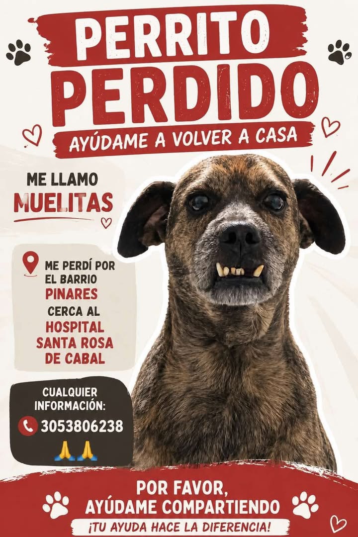 Perrito perdido en Santa Rosa de Cabal, Risaralda: Se busca a Muelitas 