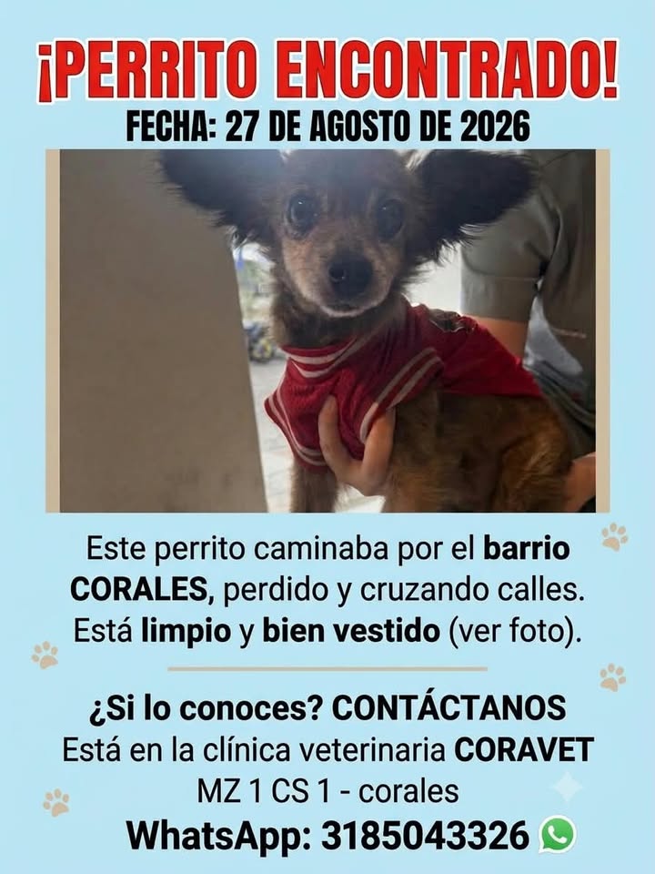 Perrito encontrado en barrio Corales, Pereira 