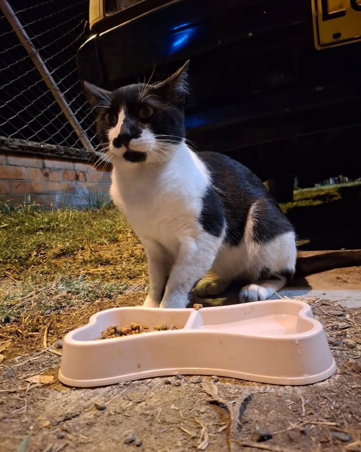 Gato perdido en La Virginia, Risaralda 