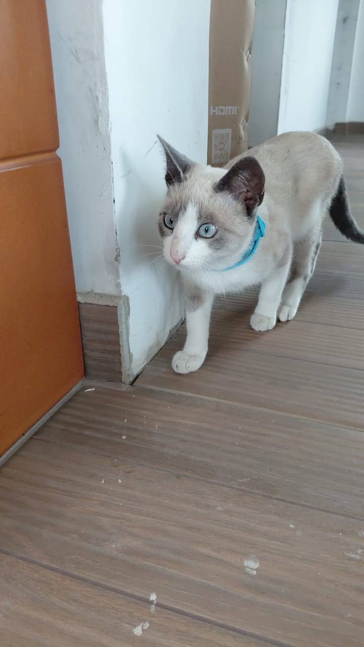 Gato perdido en Neira, Caldas 