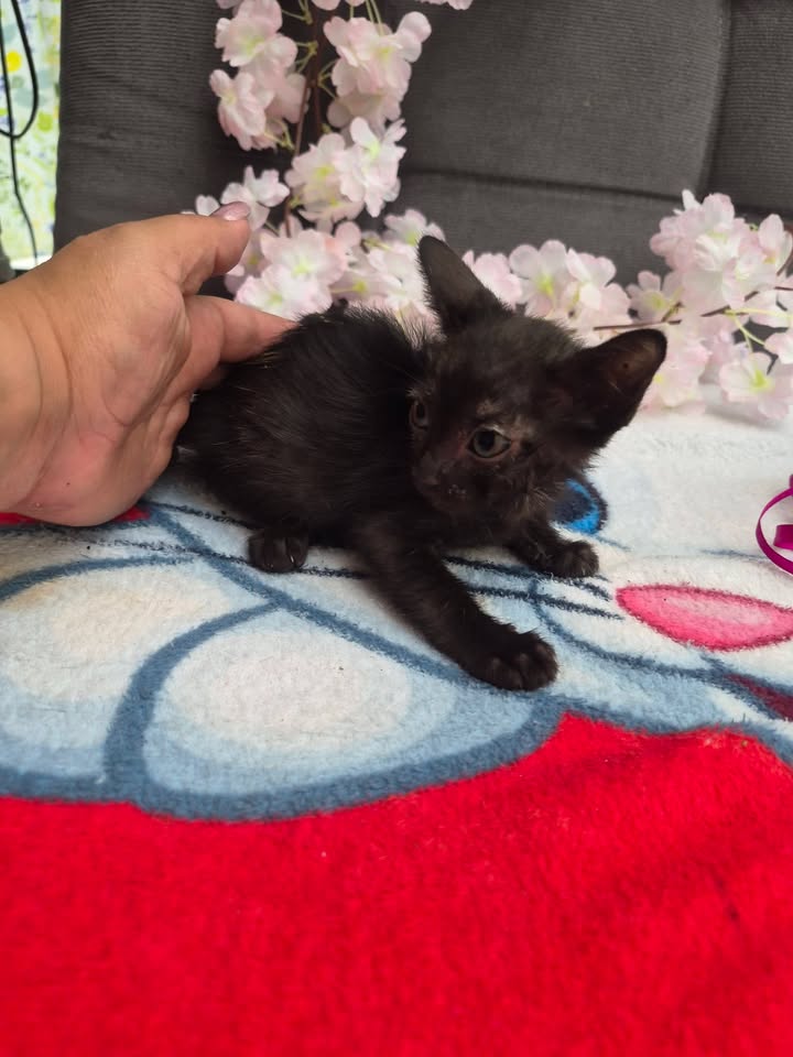 Adopción de gatos en Bogotá 