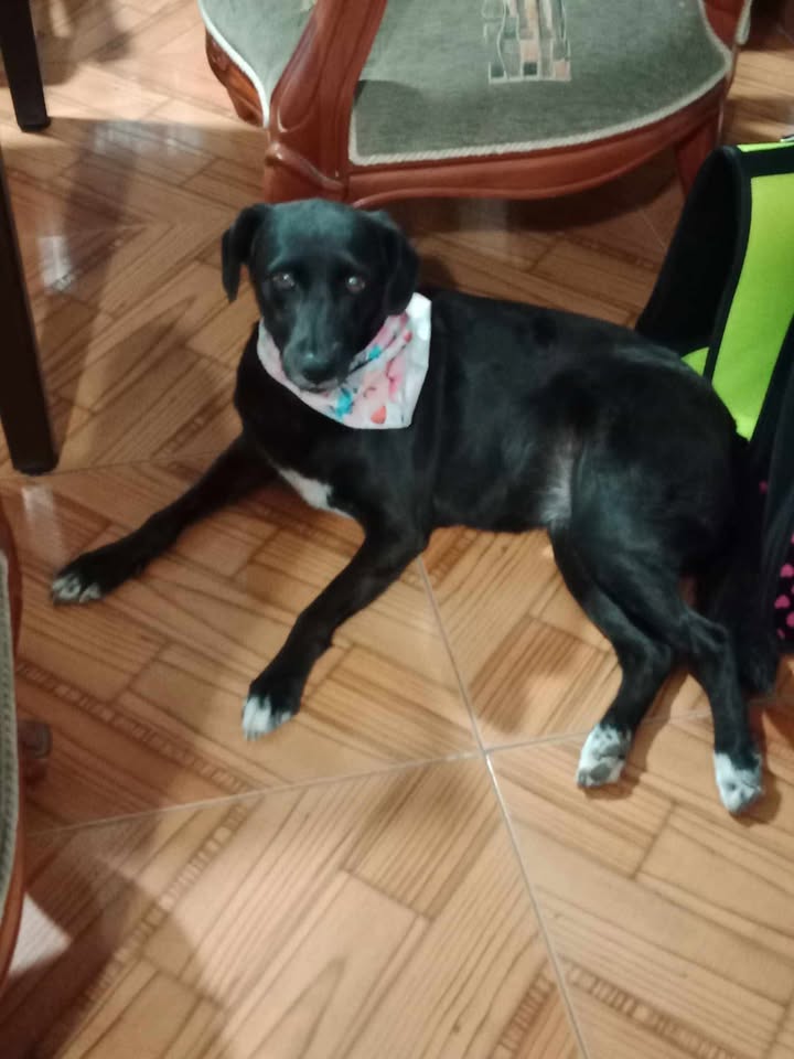Perrita busca hogar responsable en Pereira 