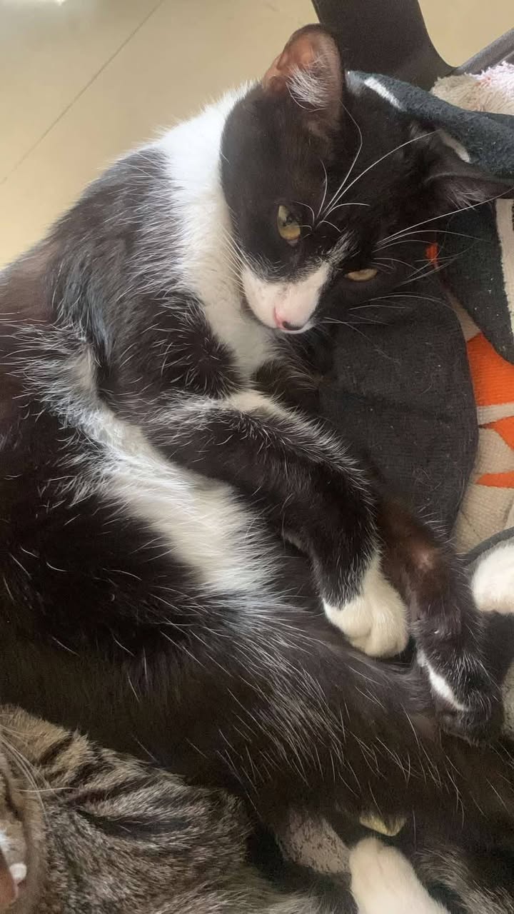 Adopta 5 gatitos en Tuluá, Valle del Cauca 