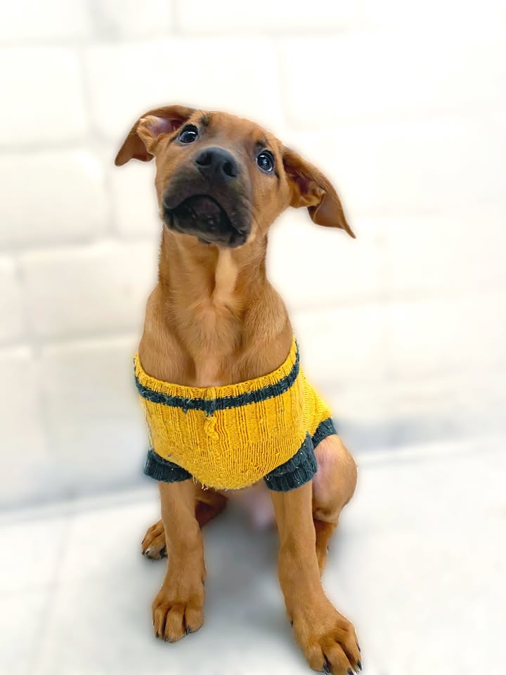 Adopta a Arbolito Dormilón, cachorro juguetón y tierno en Bogotá 