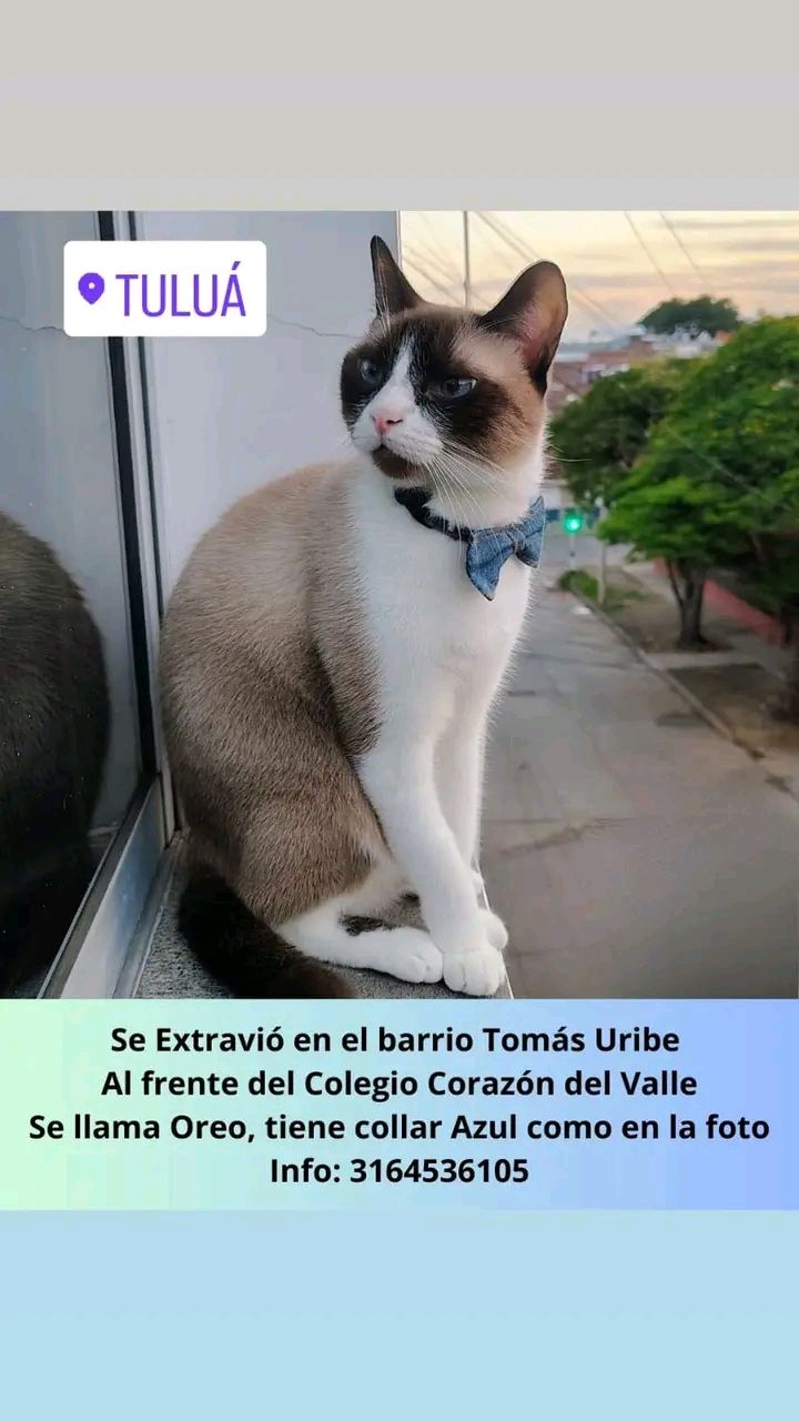 Gato perdido en Tuluá 