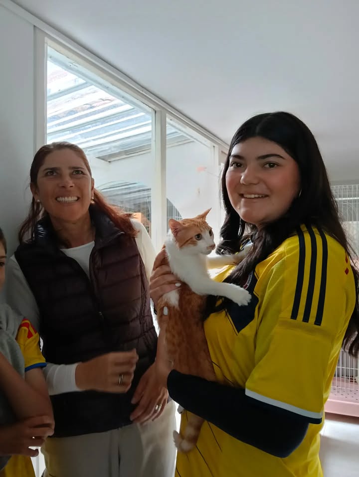 Gatos en Adopción en Bogotá 