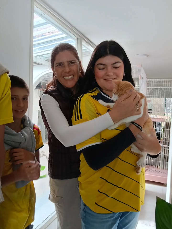 Gatos en Adopción en Bogotá 