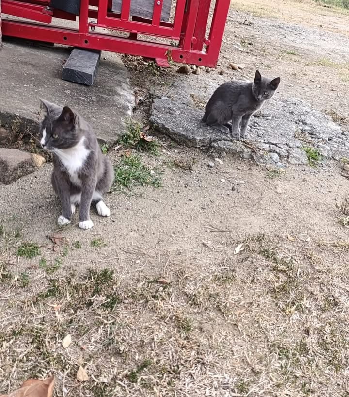 Gatos machos en adopción en Pereira 