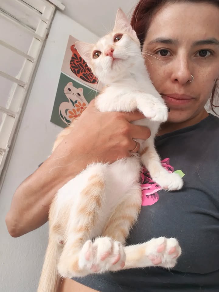 Adopción de gatos en Bogotá: ¡Encuentra tu compañero felino! 