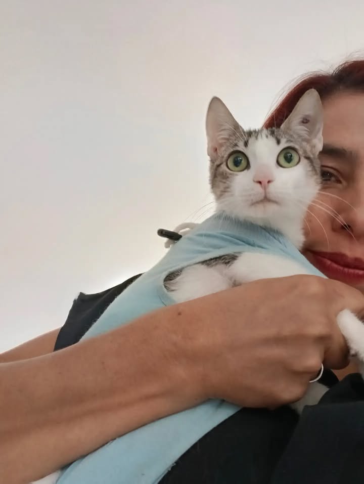 Gatos en Adopción en Bogotá 