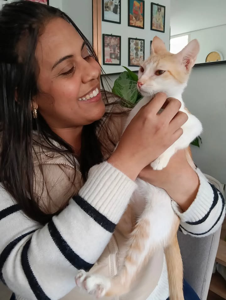 Adopción de gatos en Bogotá: ¡Encuentra tu compañero felino! 
