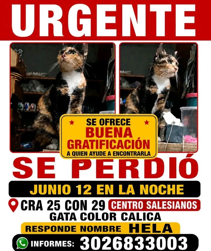 Gata calica llamada Hela se perdió en Tuluá 