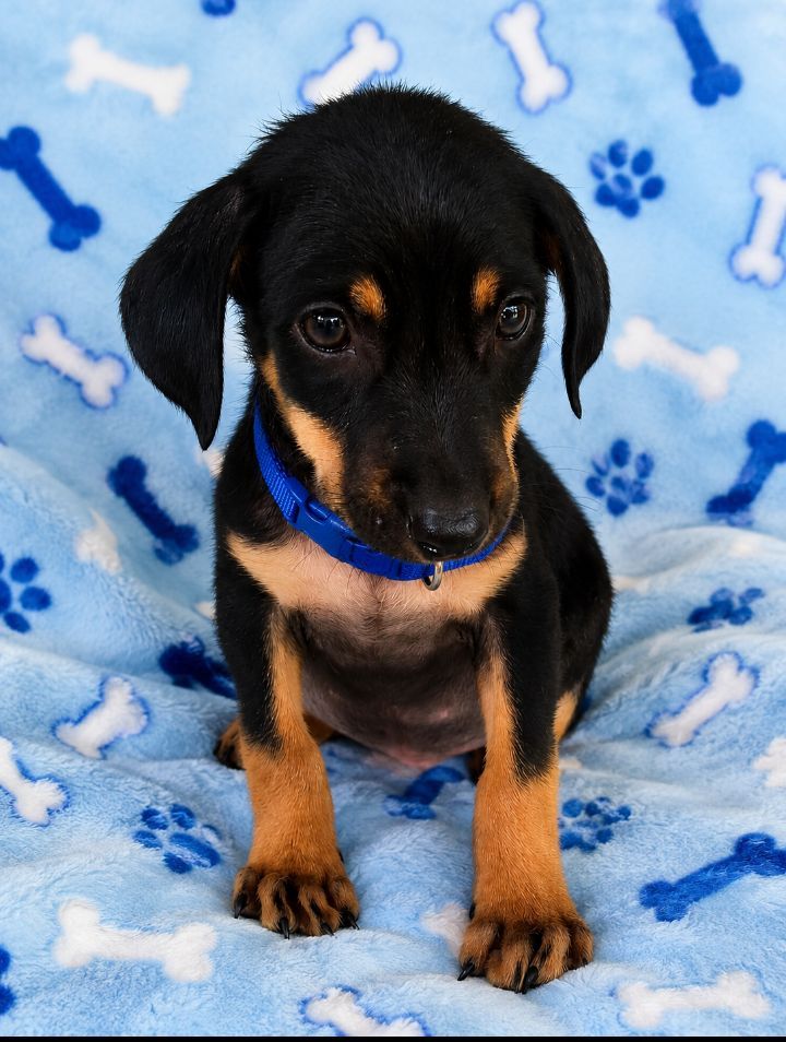 Adopción de cachorro de tamaño mediano a grande en Neira, Caldas 
