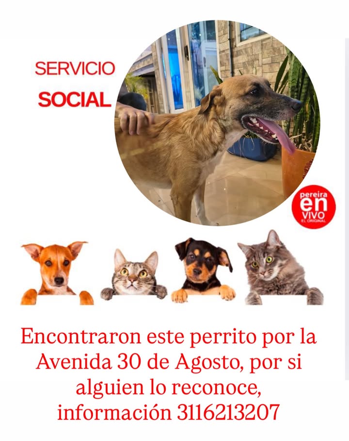 Perro encontrado en Avenida 30 de Agosto 