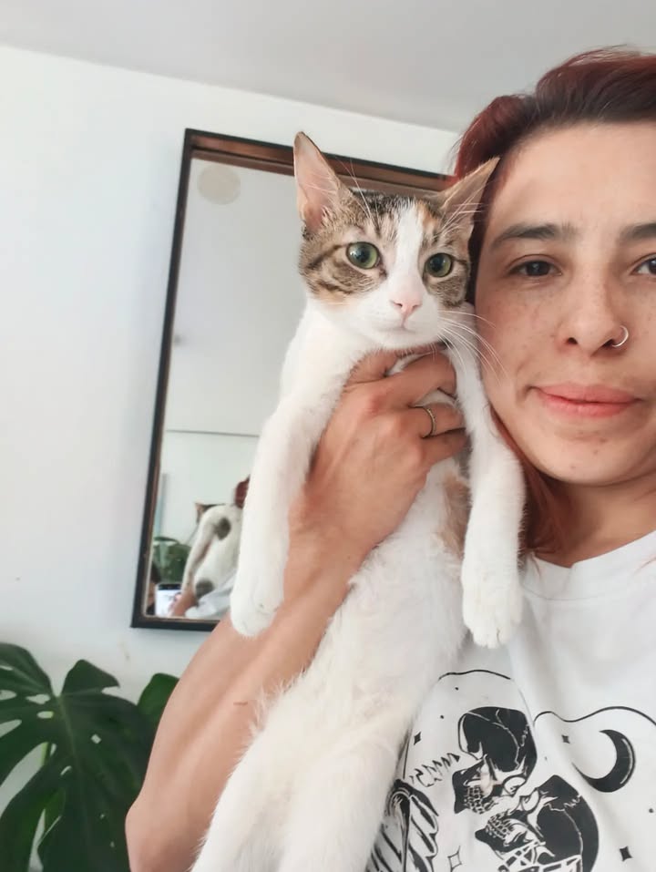 Gatos en Adopción en Bogotá 