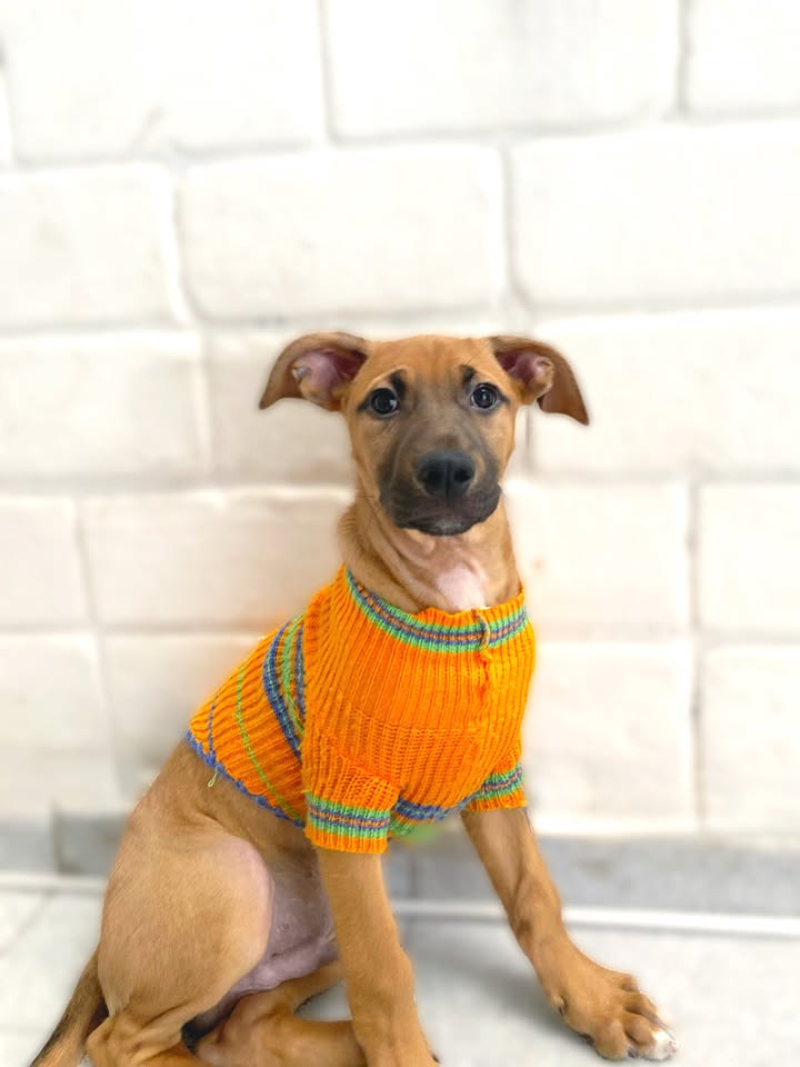 Adorable cachorrito Botoncito de la Montaña busca hogar 