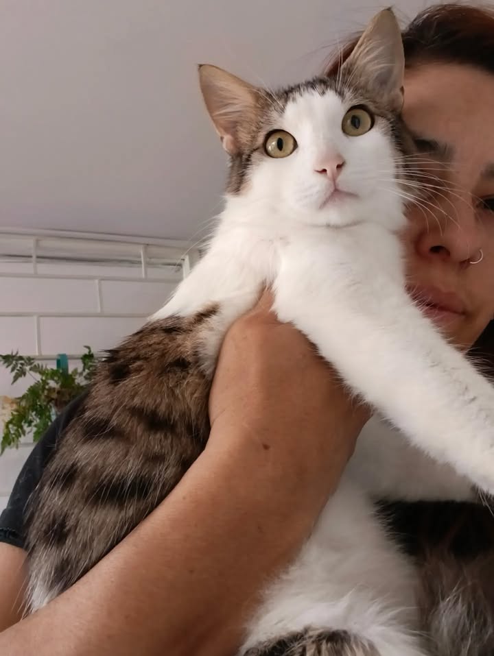 Adopción de gatos en Bogotá: ¡Encuentra tu compañero felino! 