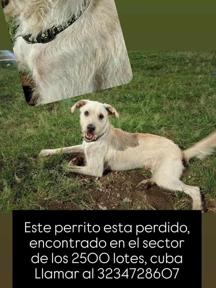 Perro perdido en el sector de los 2500 lotes, Cuba, Pereira 