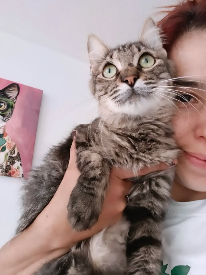 Gatos en Adopción en Bogotá 