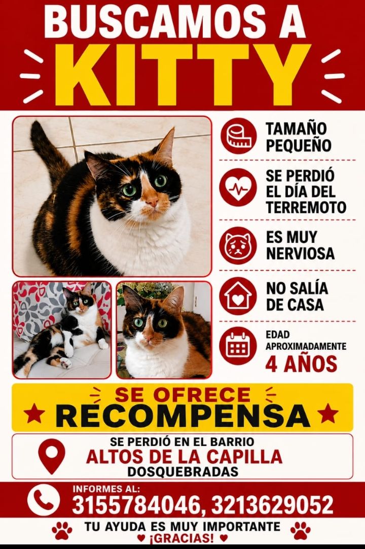Se busca a Kitty, gata perdida en Pereira 