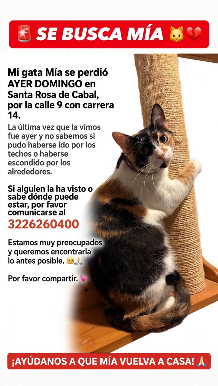 Gata Mía perdida en Santa Rosa de Cabal, Risaralda 