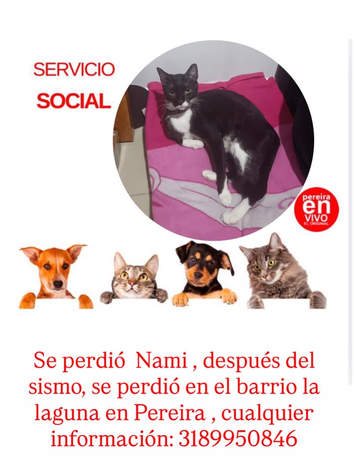 Gato perdido en Pereira 