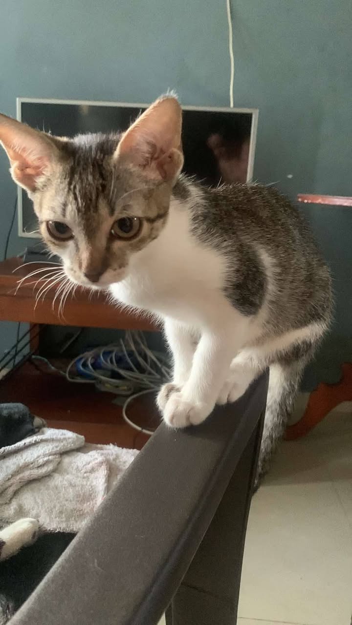 Adopta 5 gatitos en Tuluá, Valle del Cauca 