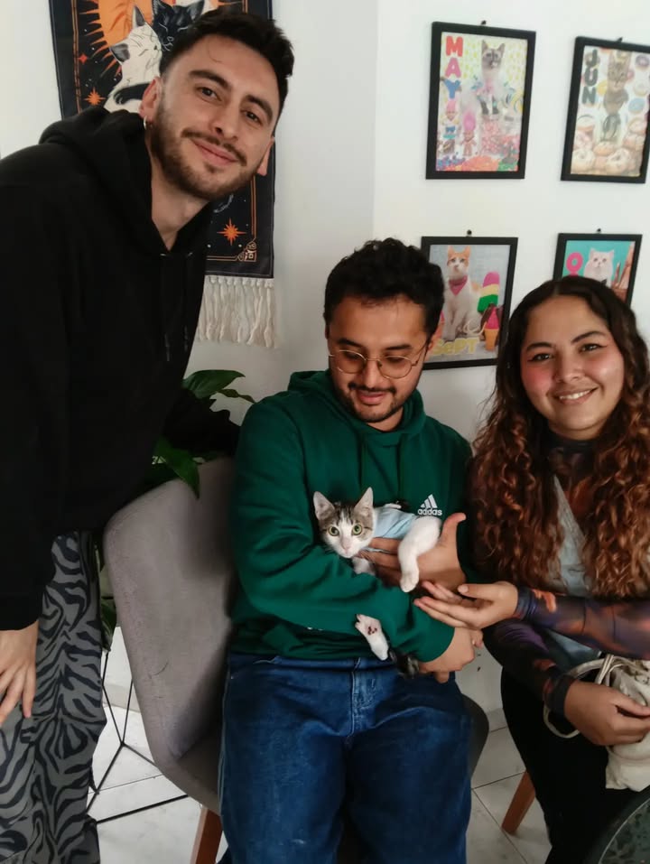 Gatos en Adopción en Bogotá 
