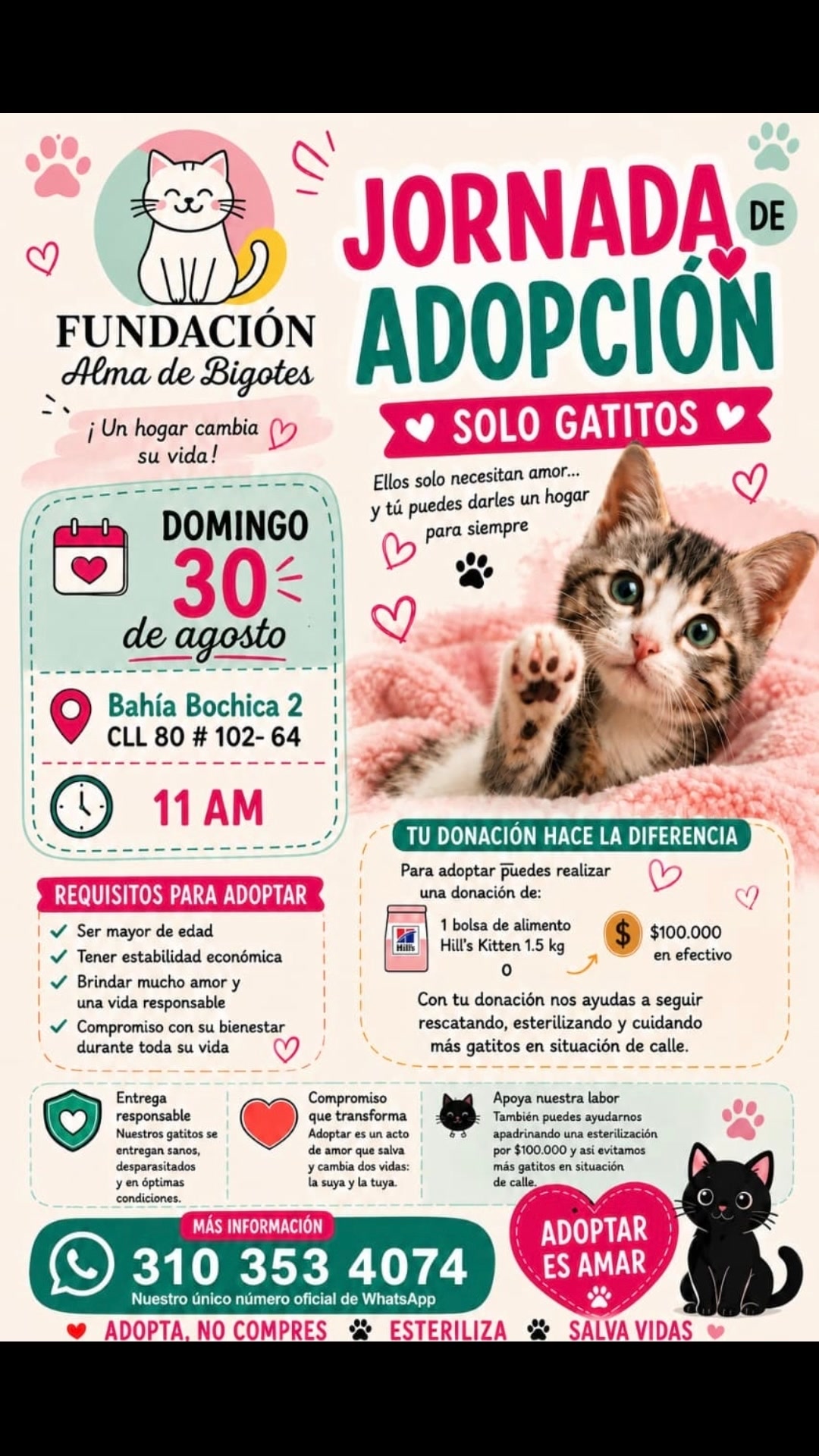 Jornada de Adopción Solo Gatitos 